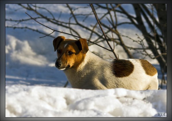 Эх ты простая дворняга а сердце чистейшей породы