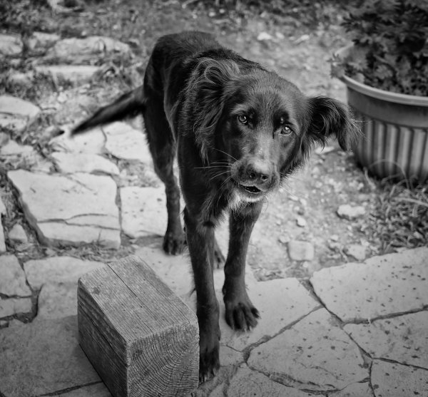 Бездомный пес