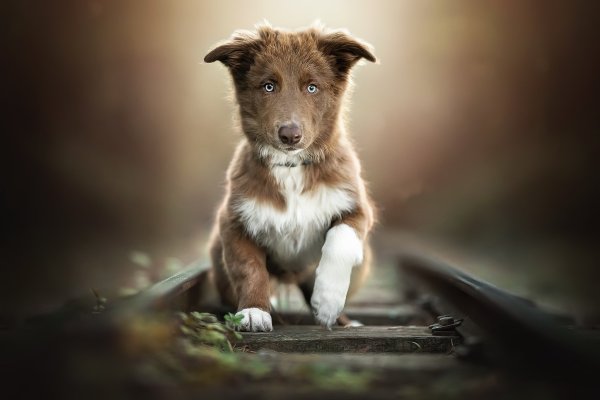 Собака дворняга Дикая