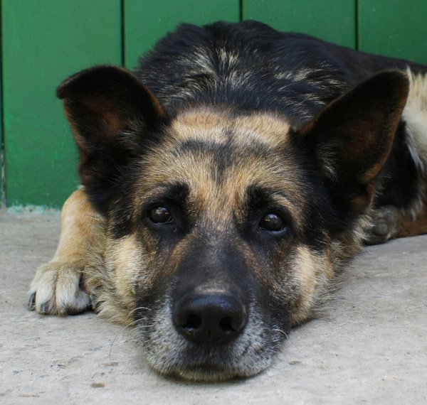 Грустная дворняжка