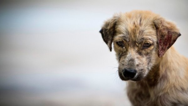 Кудрявая дворняга щенок