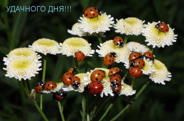 Обретение мощей Серафима Саровского 1 августа