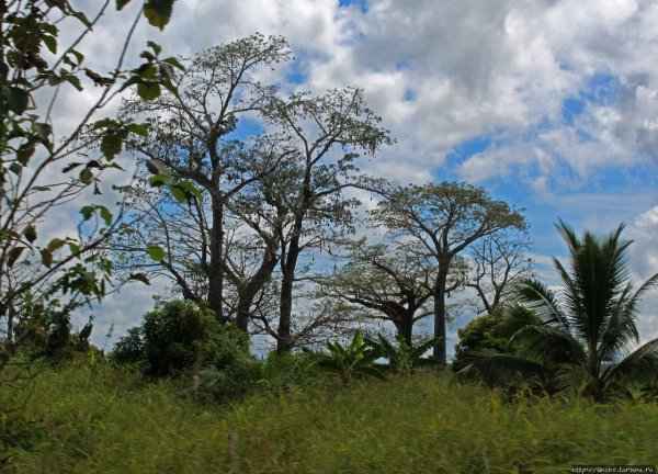 Африканский танец для детей