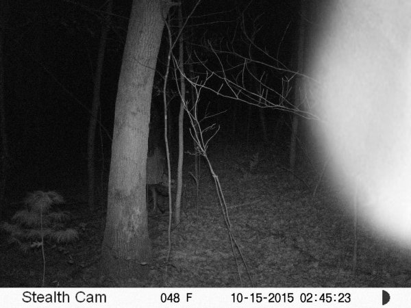 Привидение полтергейст