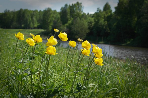 Роман в стихах книга