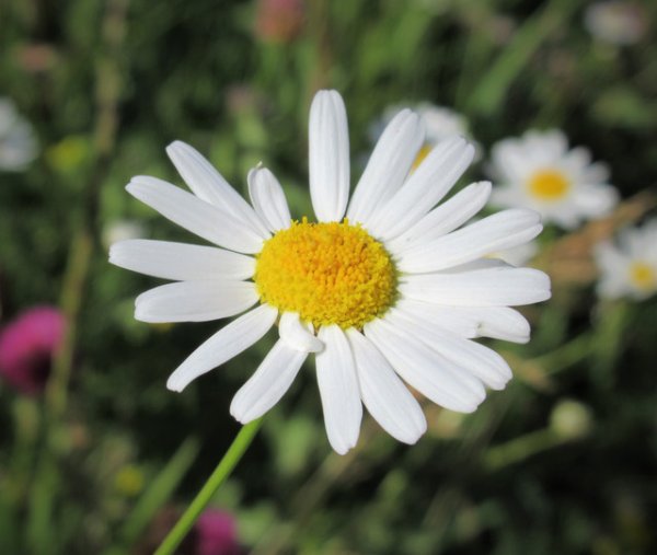 Открытки с Федуловым днем