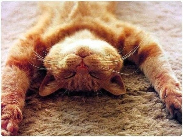 Расслабленный котик
