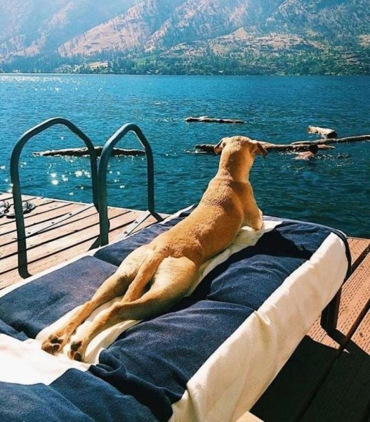 Животные отдыхают