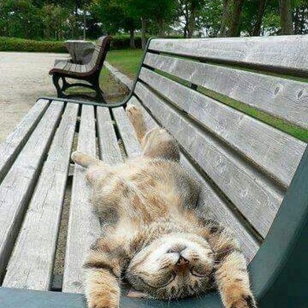 Толстый кот на лавочке