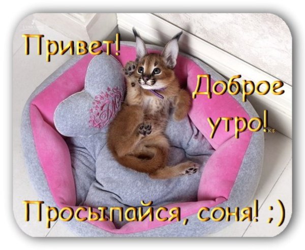 Открытки с днем рождения София