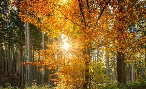 Осенний лес