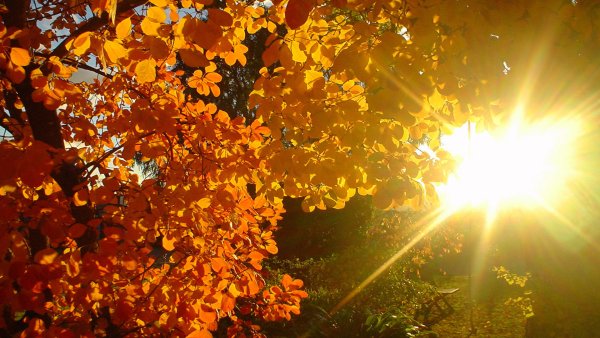 Осень солнце