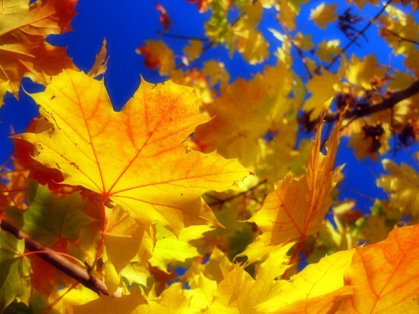 Осенний листопад