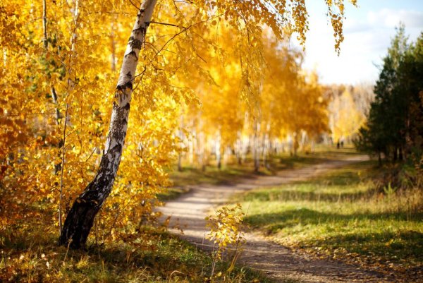 Солнечная осень березы