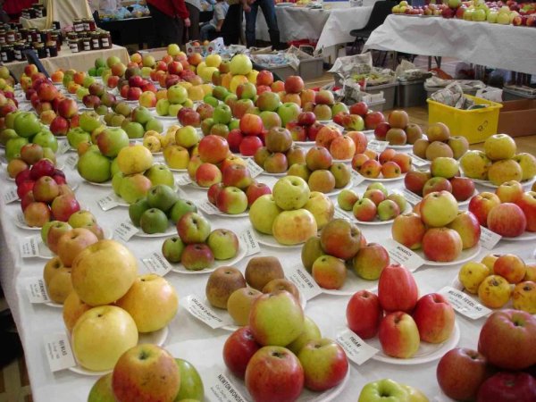 День яблока (Apple Day) - Великобритания