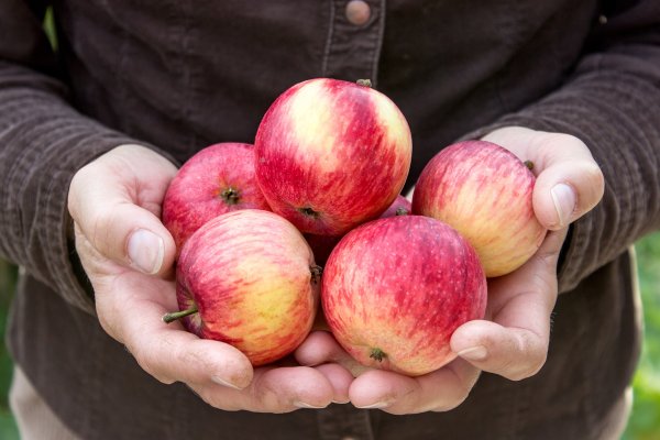 Всемирный день яблок