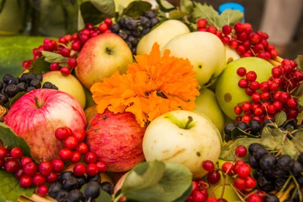 Урожай яблок праздник