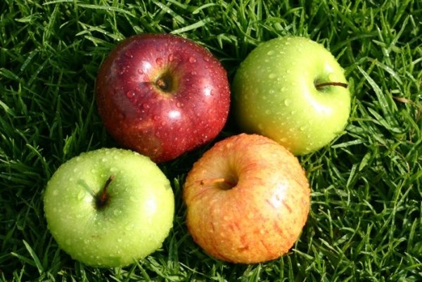 День яблока в Великобритании