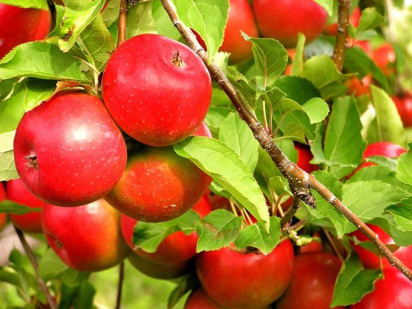 День яблони картинки