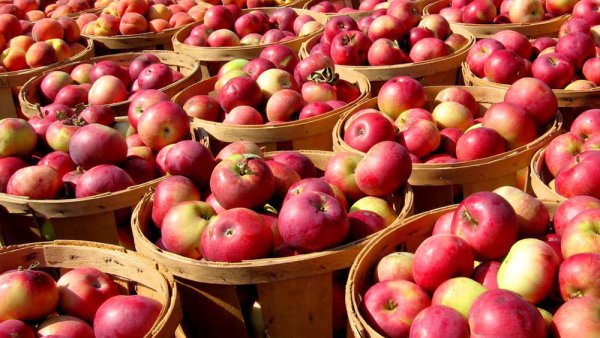 Яблочная ярмарка в Англии