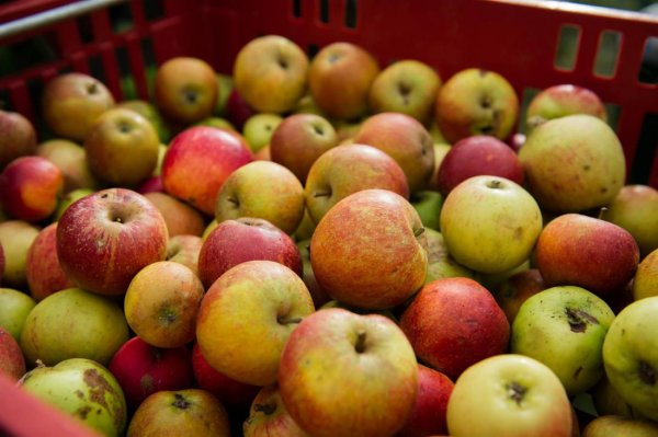 Яблоко и Англия