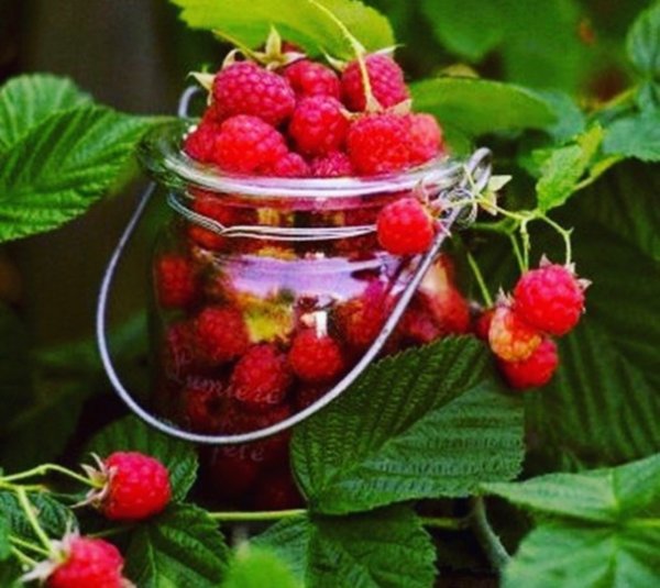 Малина в чашке