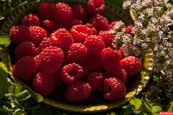 Малина августовское чудо