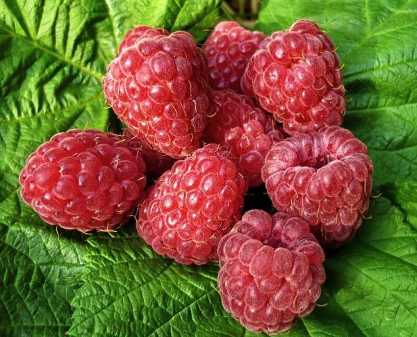 Жизнь малина