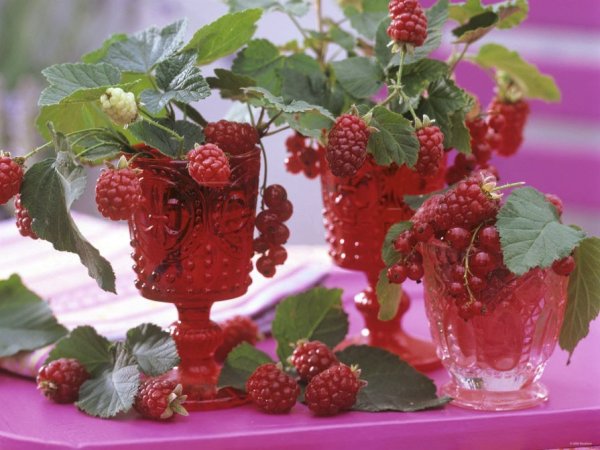 Угощает малиной