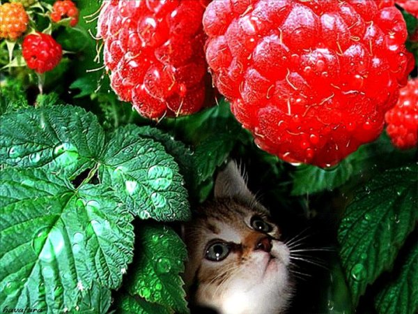 Спелая малина