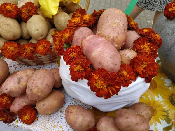 Праздник день картофеля Меленки