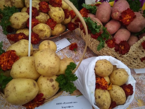 Всемирный день картошки