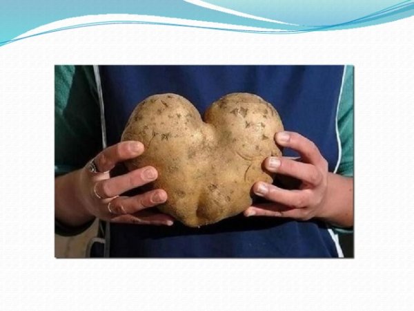 С днем рождения картошка