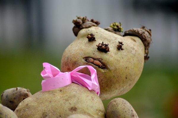 Фестиваль картошки