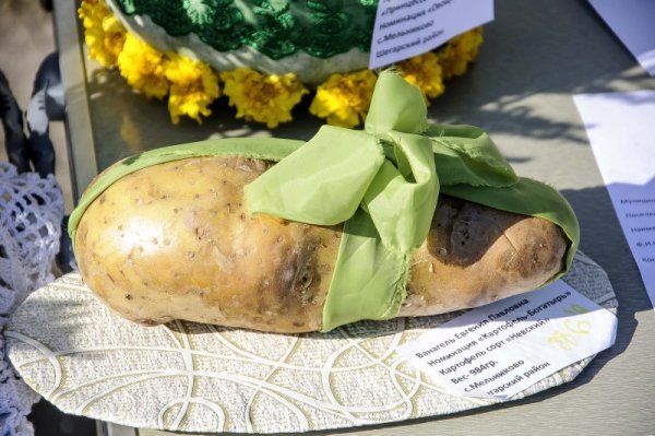 С днем картошки