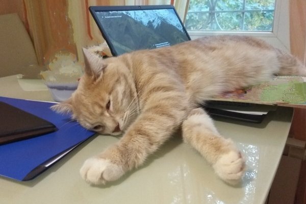 Международный день тишины