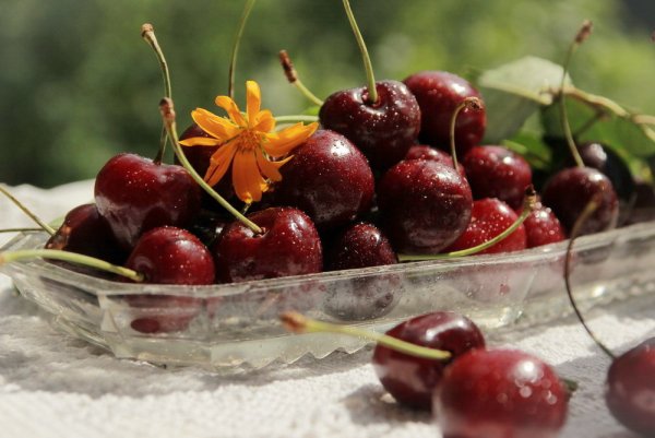 Утро лето черешня