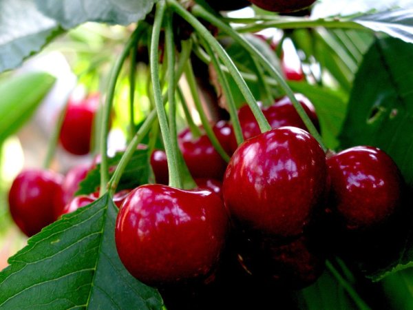 Вишня Норд Стар