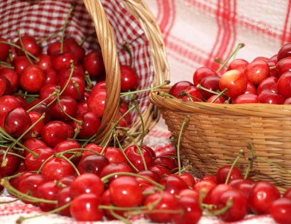 Испанская вишня