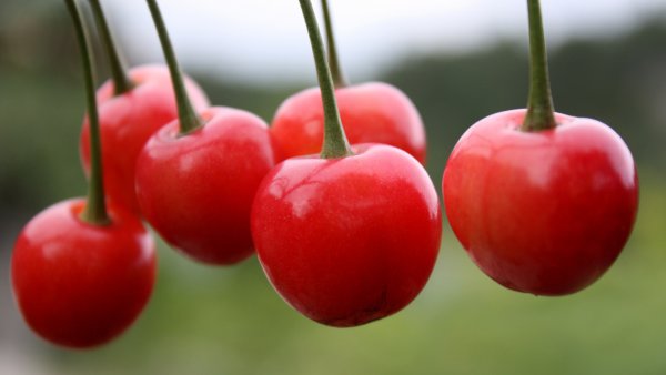 Черешня Фатеж