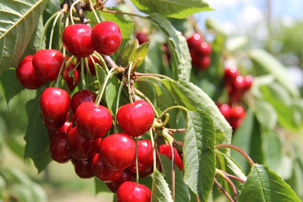 Вишня гриот Мелитопольский