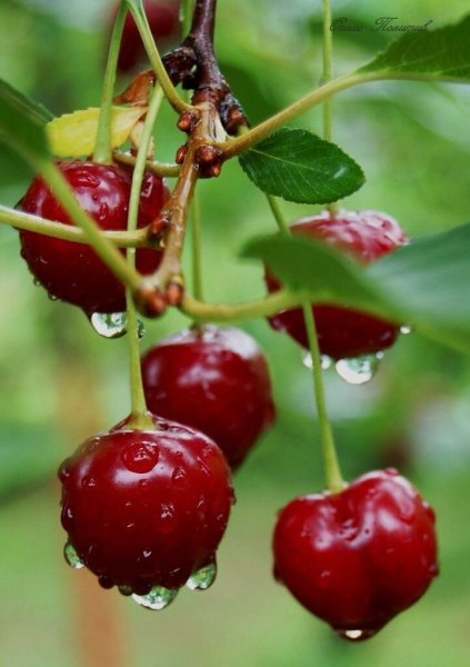 Вишня 2 ягодки