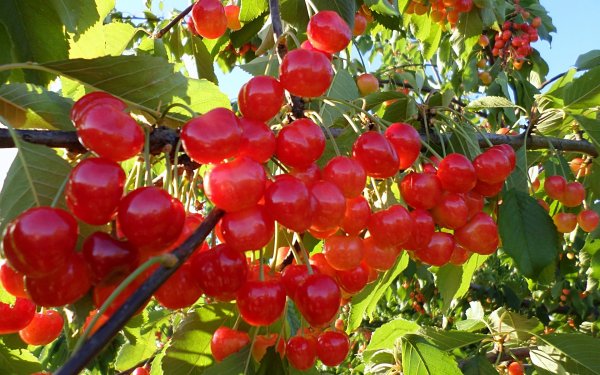 Доброе утро черешня