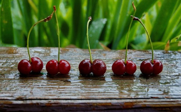 Вишня семейство