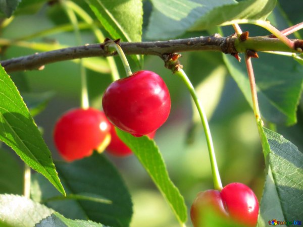 Вишня в корзинке