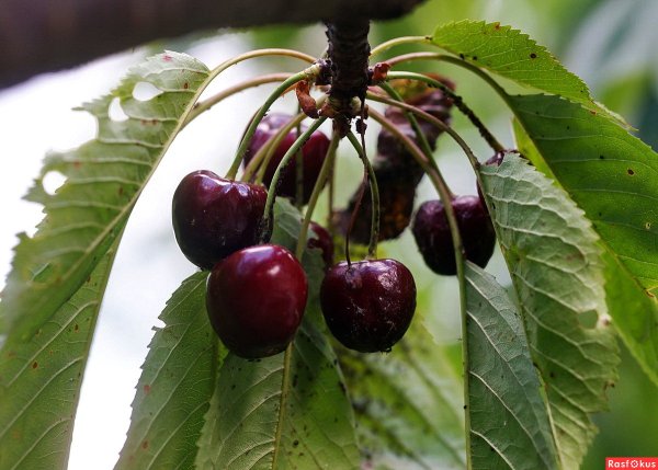 Вкус черешни