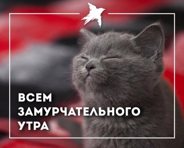 Пусть все будет замурчательно