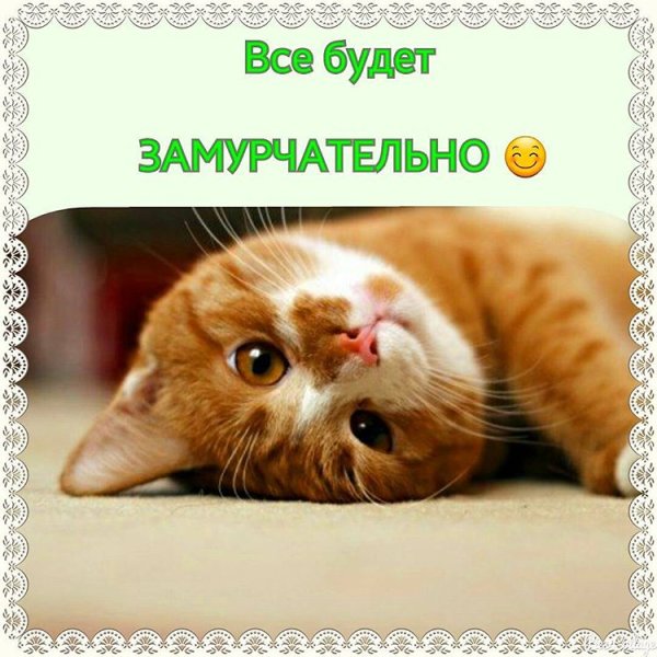 Замурчательного дня