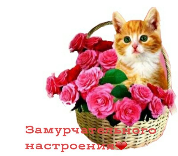 Прекрасного дня с животными