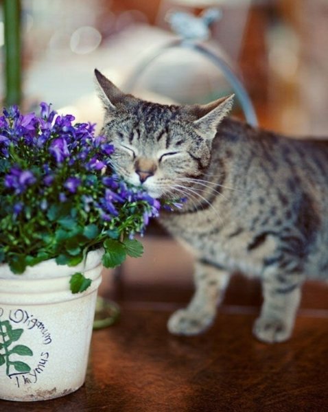 Открытки про хорошее настроение смешные